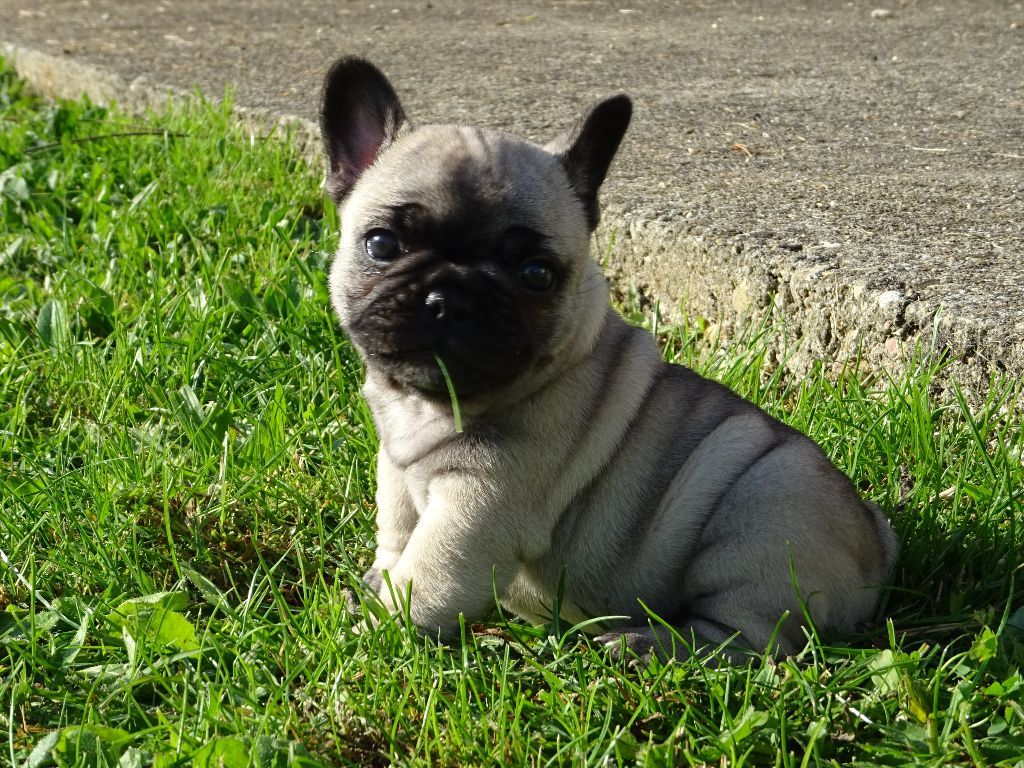 Chiot Bouledogue français De la rue de la paix
